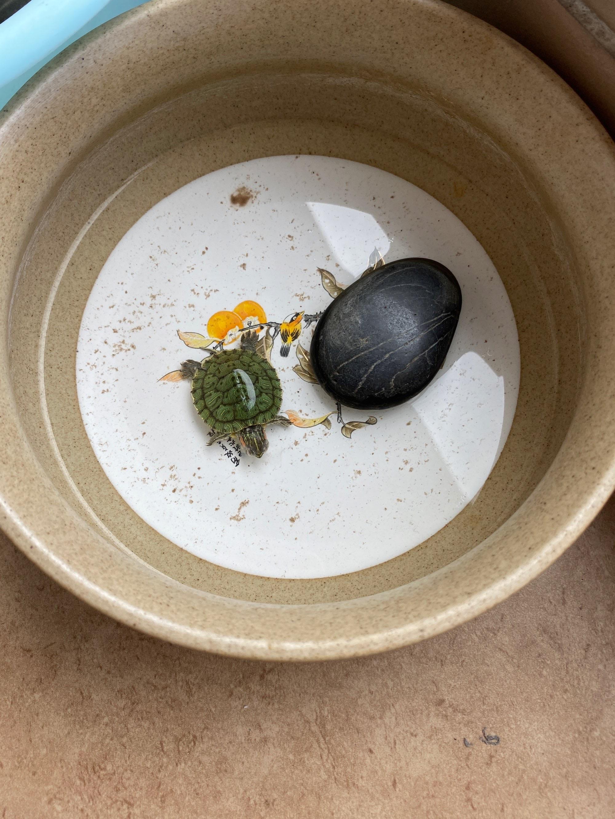 家里養烏龜風水禁忌是什么.jpeg 家里養烏龜風水禁忌是什么.jpeg