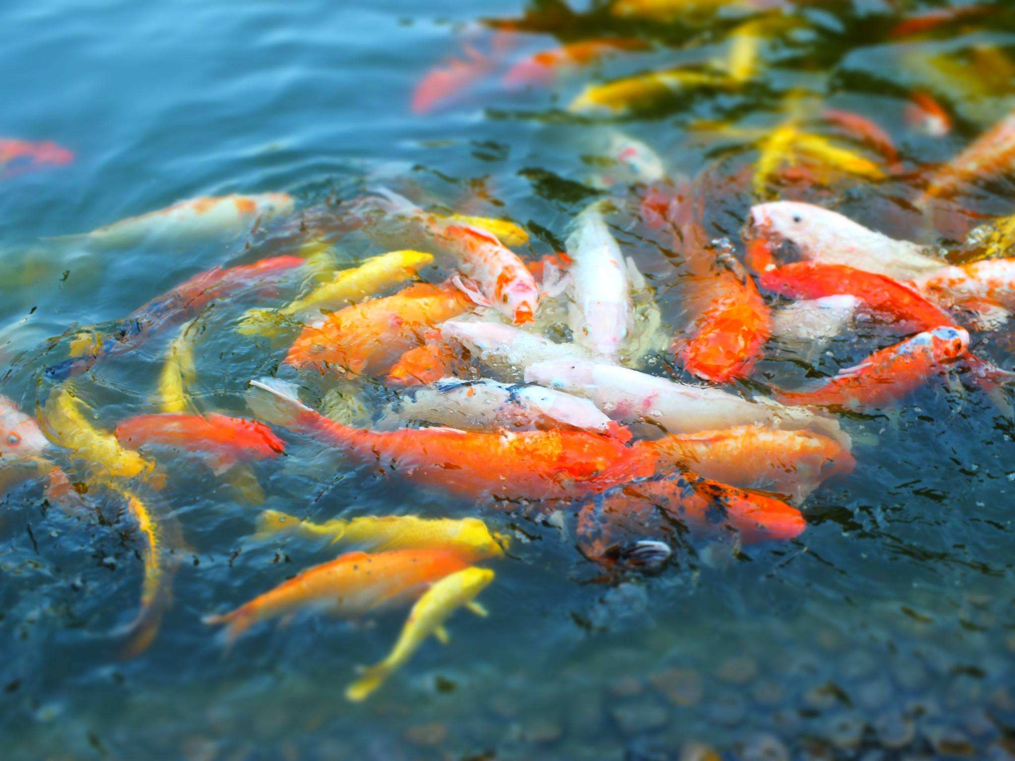 家里養(yǎng)什么魚(yú)最招財(cái).jpeg 家里養(yǎng)什么魚(yú)最招財(cái).jpeg