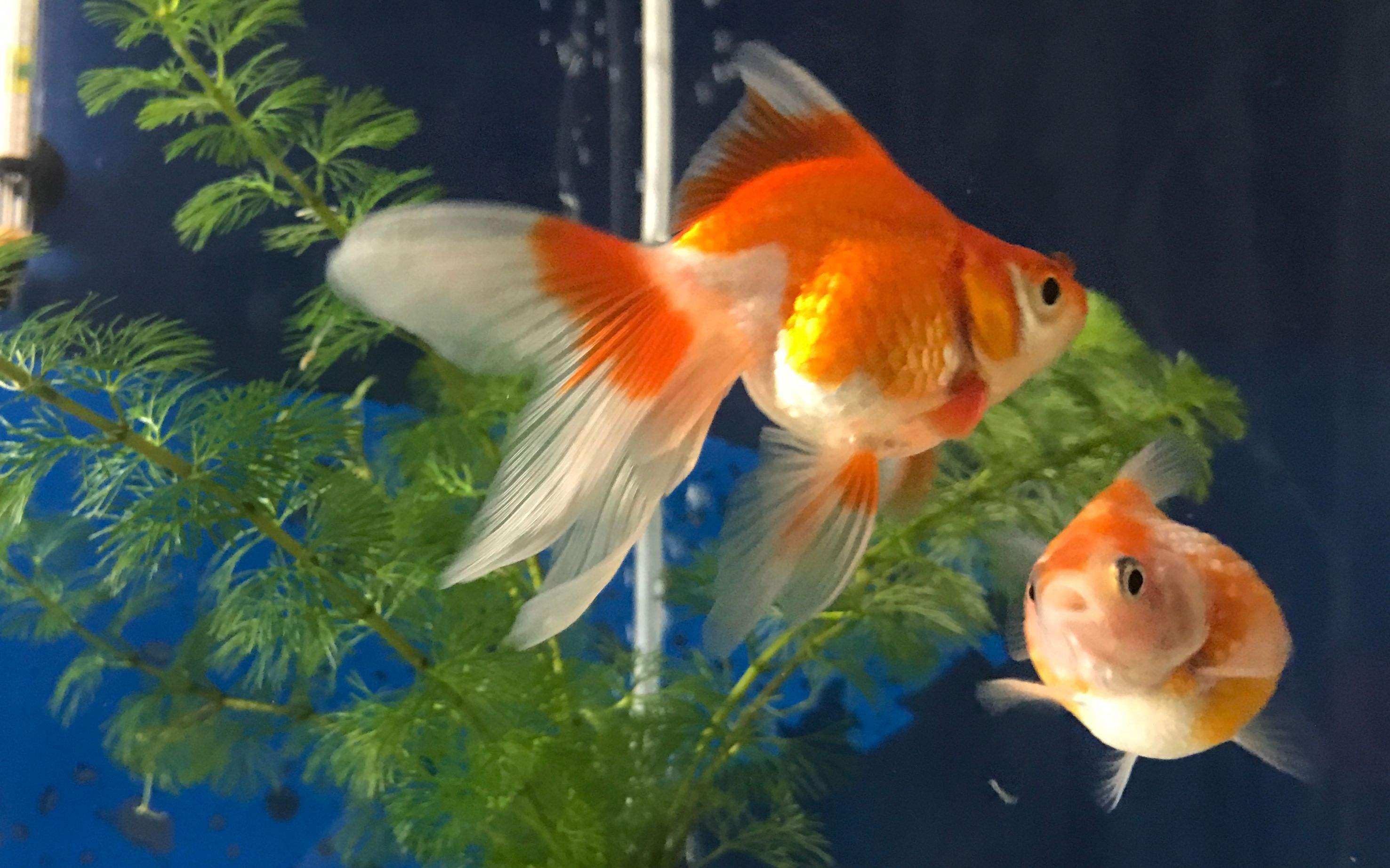 金魚(yú).jpeg 金魚(yú).jpeg