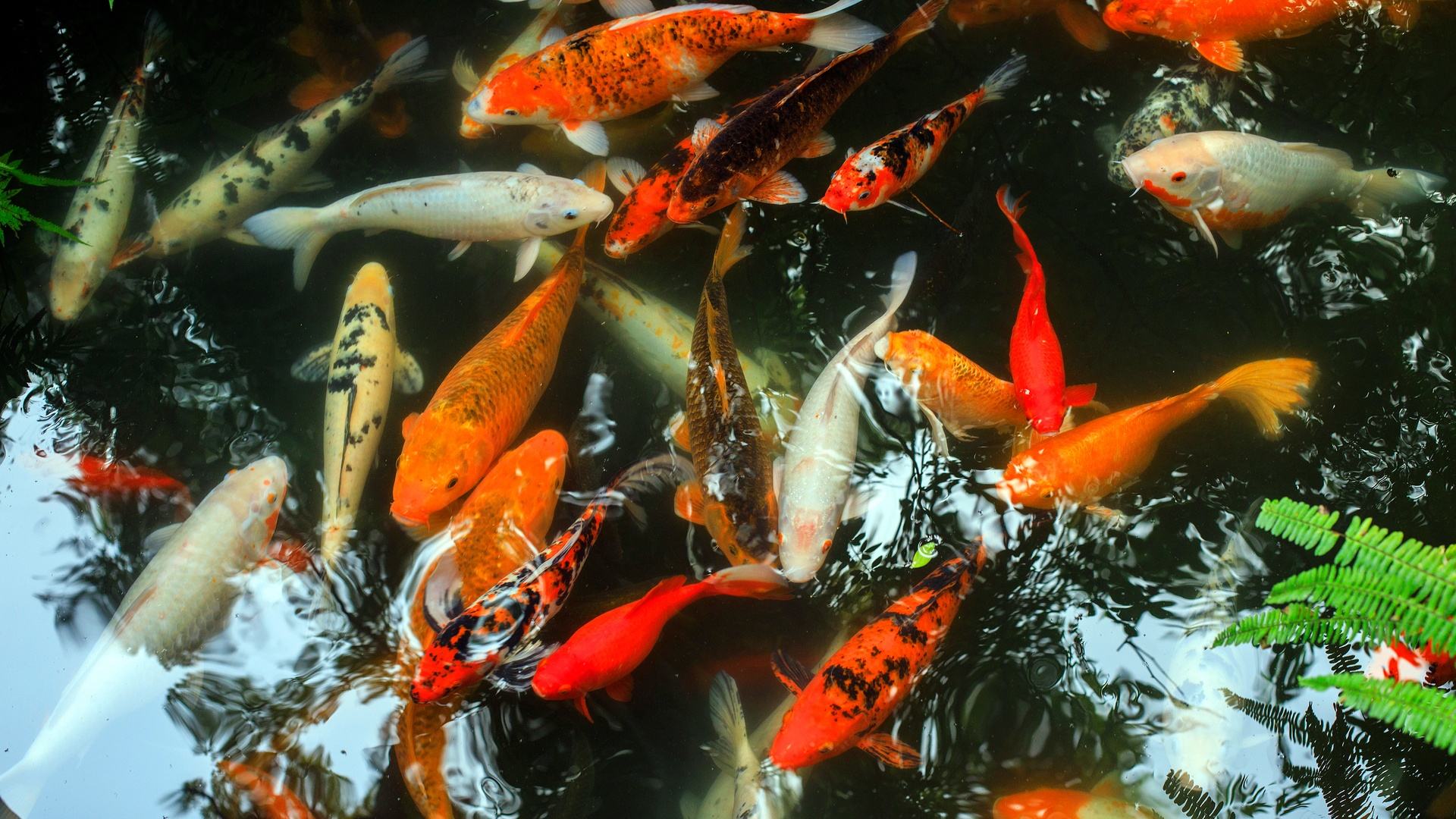 錦鯉魚(yú).jpeg 錦鯉魚(yú).jpeg