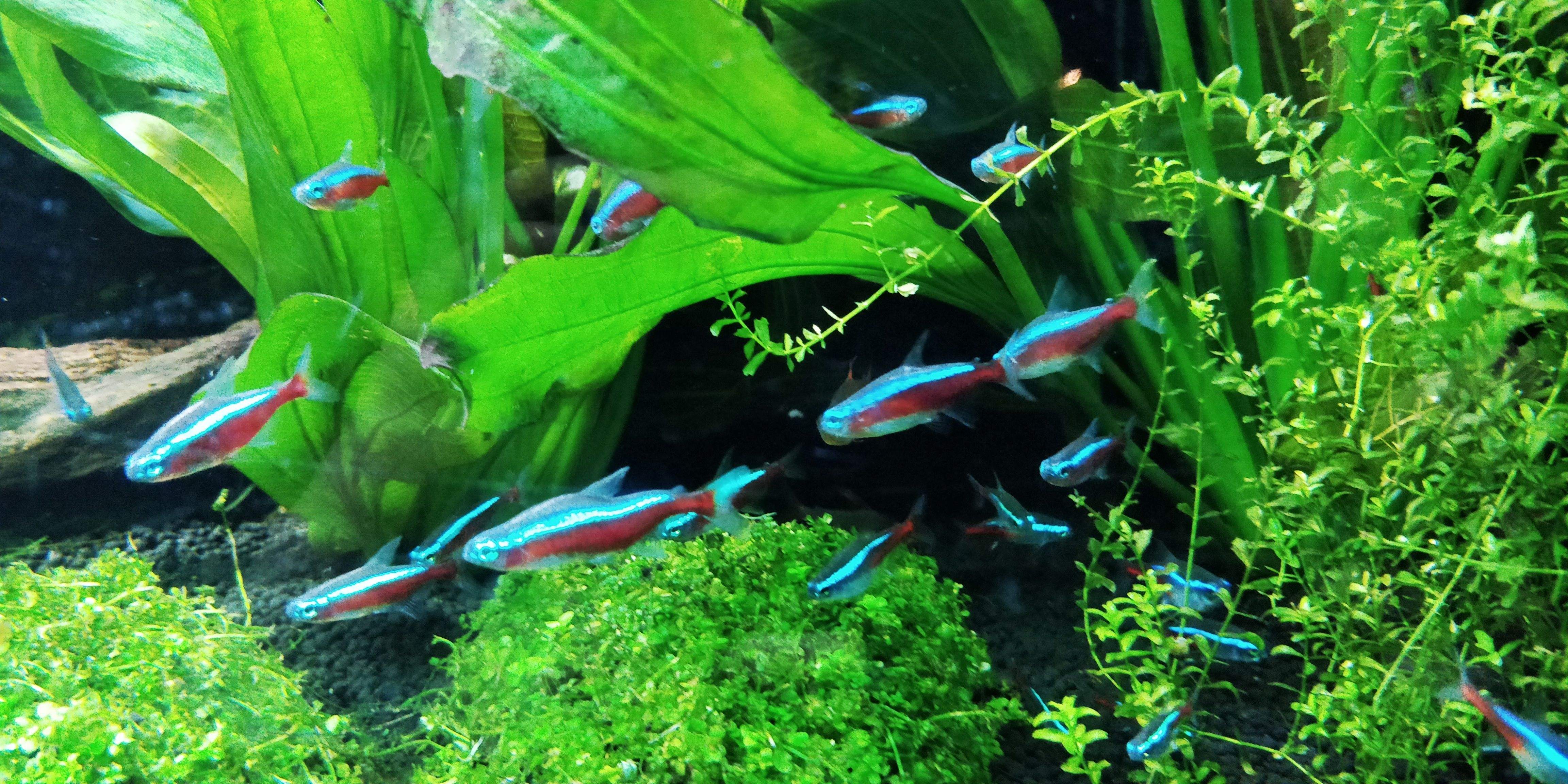 熱帶魚(yú).jpeg 熱帶魚(yú).jpeg