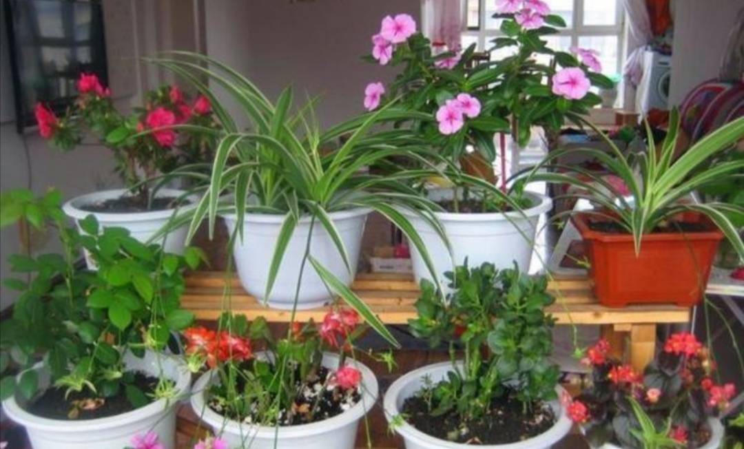 室內(nèi)花草.jpeg 室內(nèi)花草.jpeg