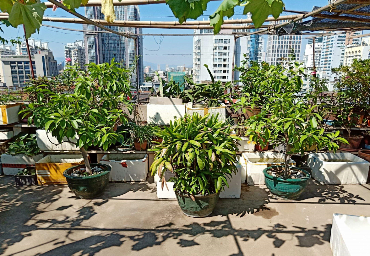 建造屋頂花園的意義.png 建造屋頂花園的意義.png