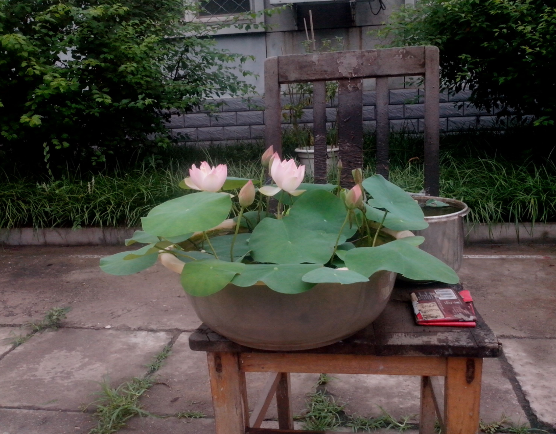 荷花的風(fēng)水禁忌有哪些?.png 荷花的風(fēng)水禁忌有哪些?.png