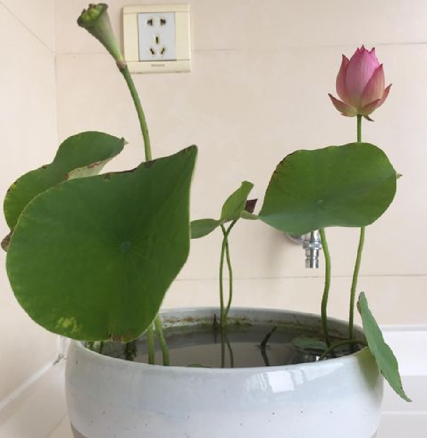 家里養(yǎng)荷花風(fēng)水禁忌.png 家里養(yǎng)荷花風(fēng)水禁忌.png