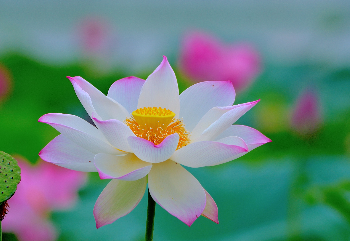 家里不能養(yǎng)荷花的3個(gè)原因.png 家里不能養(yǎng)荷花的3個(gè)原因.png