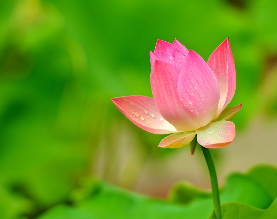 家里養(yǎng)荷花風(fēng)水禁忌 (2).png 家里養(yǎng)荷花風(fēng)水禁忌 (2).png