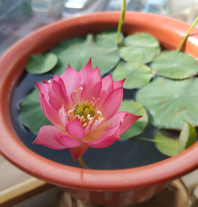 家里院子養(yǎng)荷花有風(fēng)水忌諱嗎.png 家里院子養(yǎng)荷花有風(fēng)水忌諱嗎.png